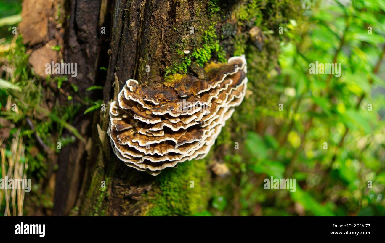 Close-up view of a group of mushrooms growing on the side of a trunk full of green moss in the Andean forest near the city of Quito Stock Photo