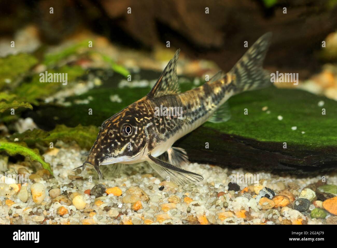 Catfish banded corydoras or bearded catfish Aquarium Fish Corydoras