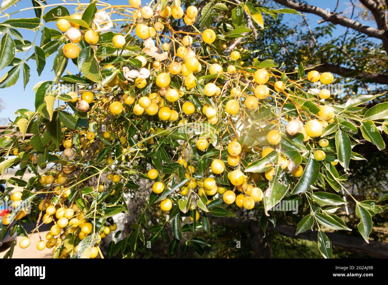 Cedar Tree Berries Poisonous