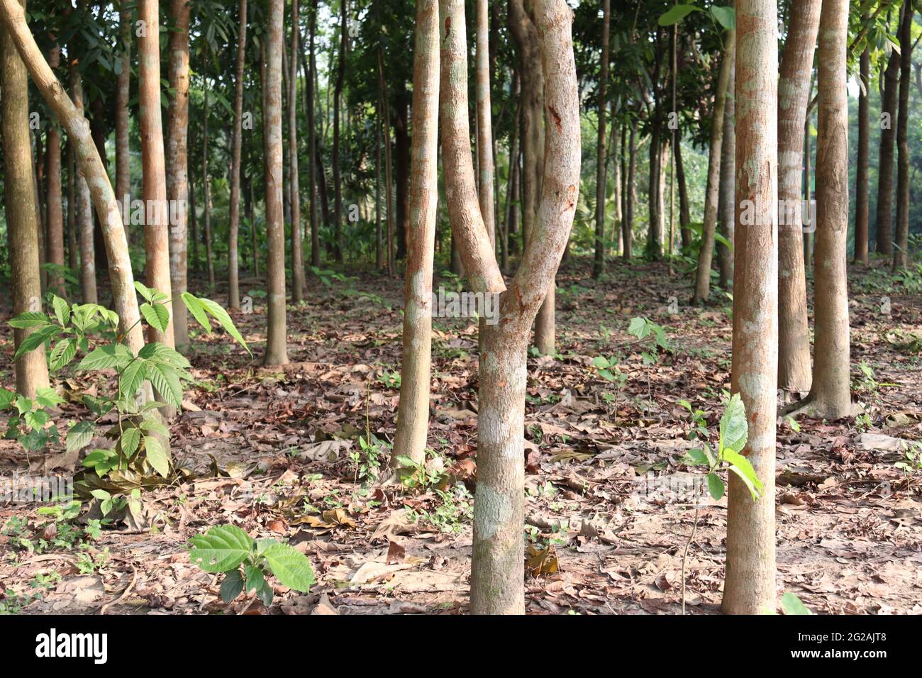 tree farm for harvest and business and nature Stock Photo Alamy