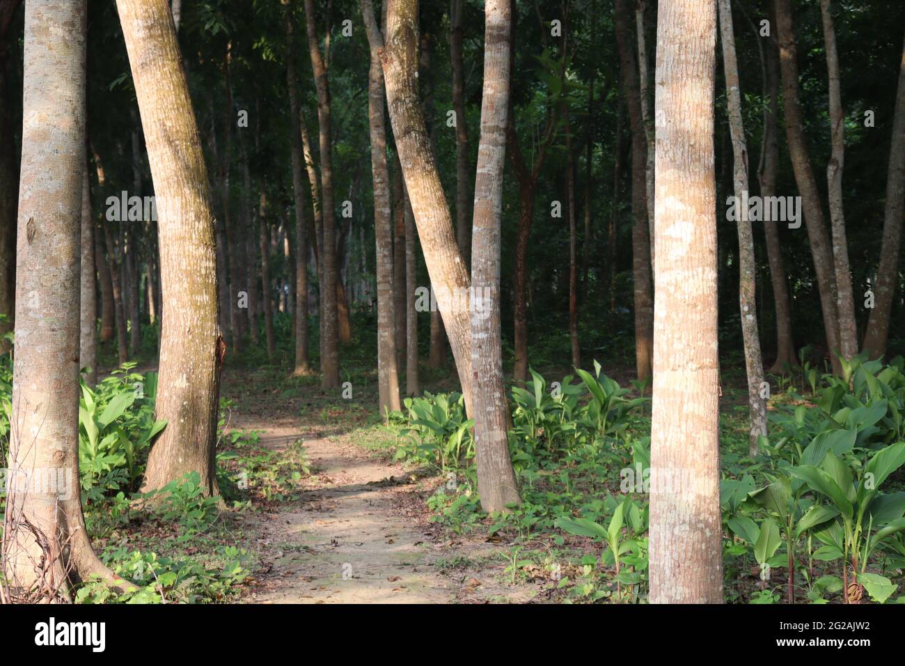 tree farm for harvest and business and nature Stock Photo Alamy