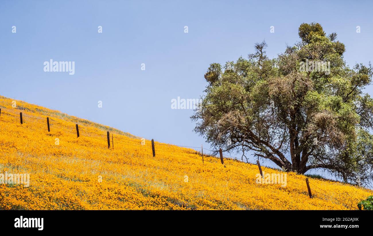 California Poppies wildflowers covering a hill in the Sierra Mountains foothills in the springtime; California Stock Photo