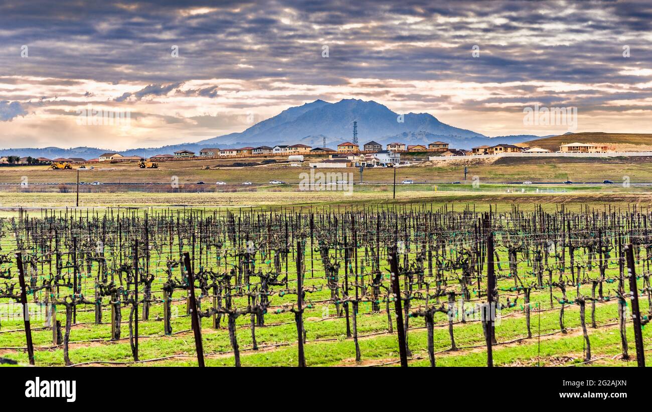 Cloudy Bay Winery ,Blenheim,South Island,New Zealand Stock Photo - Alamy