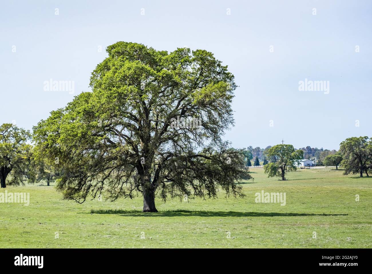 Valley oak (Quercus lobata) on a meadow with new green leaves growing in springtime, Stanislau County, California Stock Photo