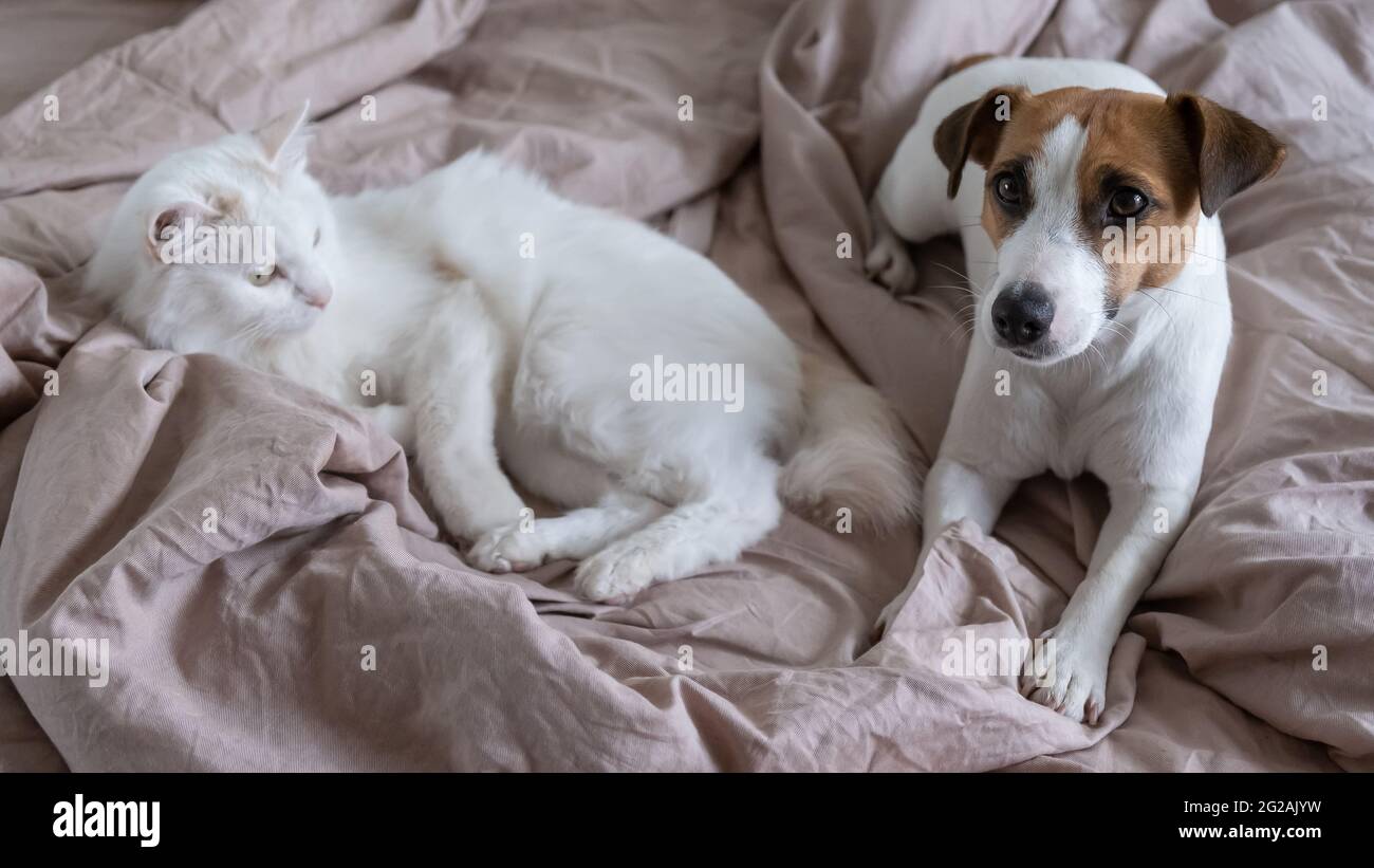 do jack russell get along with cats