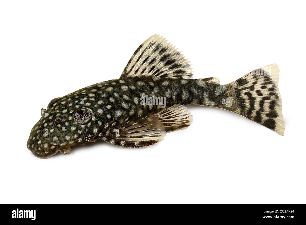 Catfish aquarium Cut Out Stock Images & Pictures - Alamy