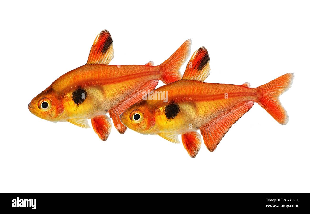 Aquarium fish Serpae Tetra Hyphessobrycon eques, also known as jewel tetra or callistus tetra Stock Photo