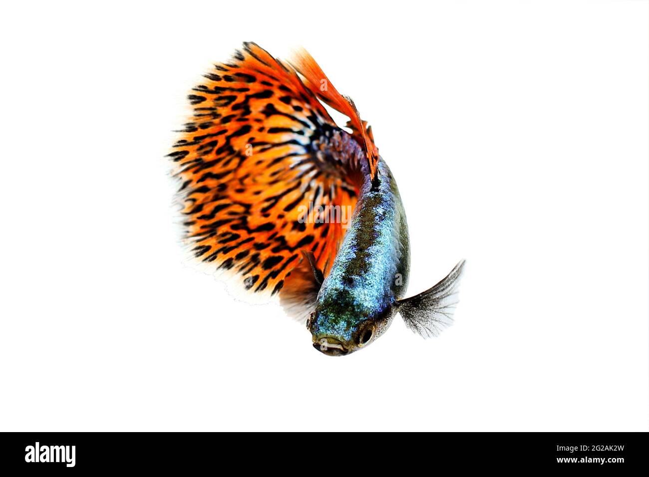 Guppy Poecilia reticulata colorful rainbow tropical aquarium fish Stock Photo