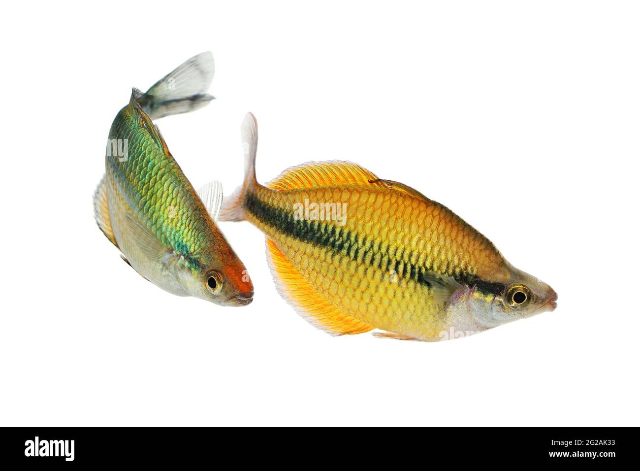 Lake Tebera rainbowfish Aquarium fish Melanotaenia herbertaxelrodi Stock Photo