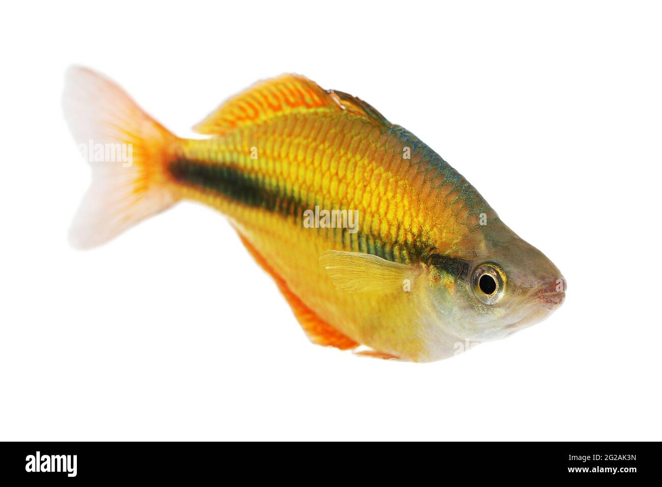 Lake Tebera Rainbowfish Aquarium Fish Melanotaenia Herbertaxelrodi