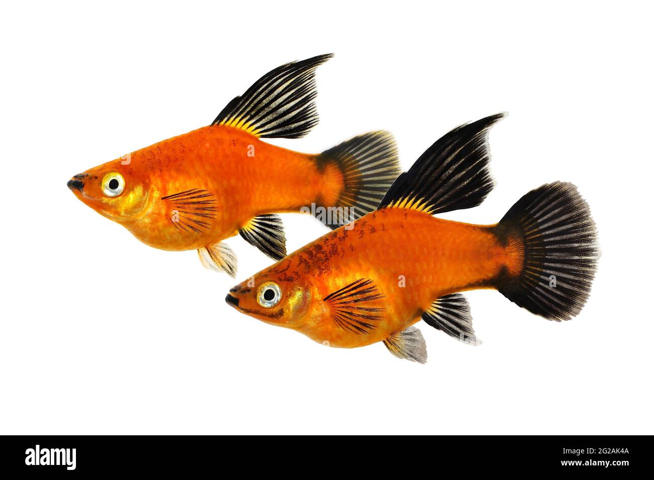 https://c8.alamy.com/comp/2G2AK4A/high-fin-red-wag-platy-xiphophorus-maculatus-mickey-mouse-platy-aquarium-fish-2G2AK4A.jpg