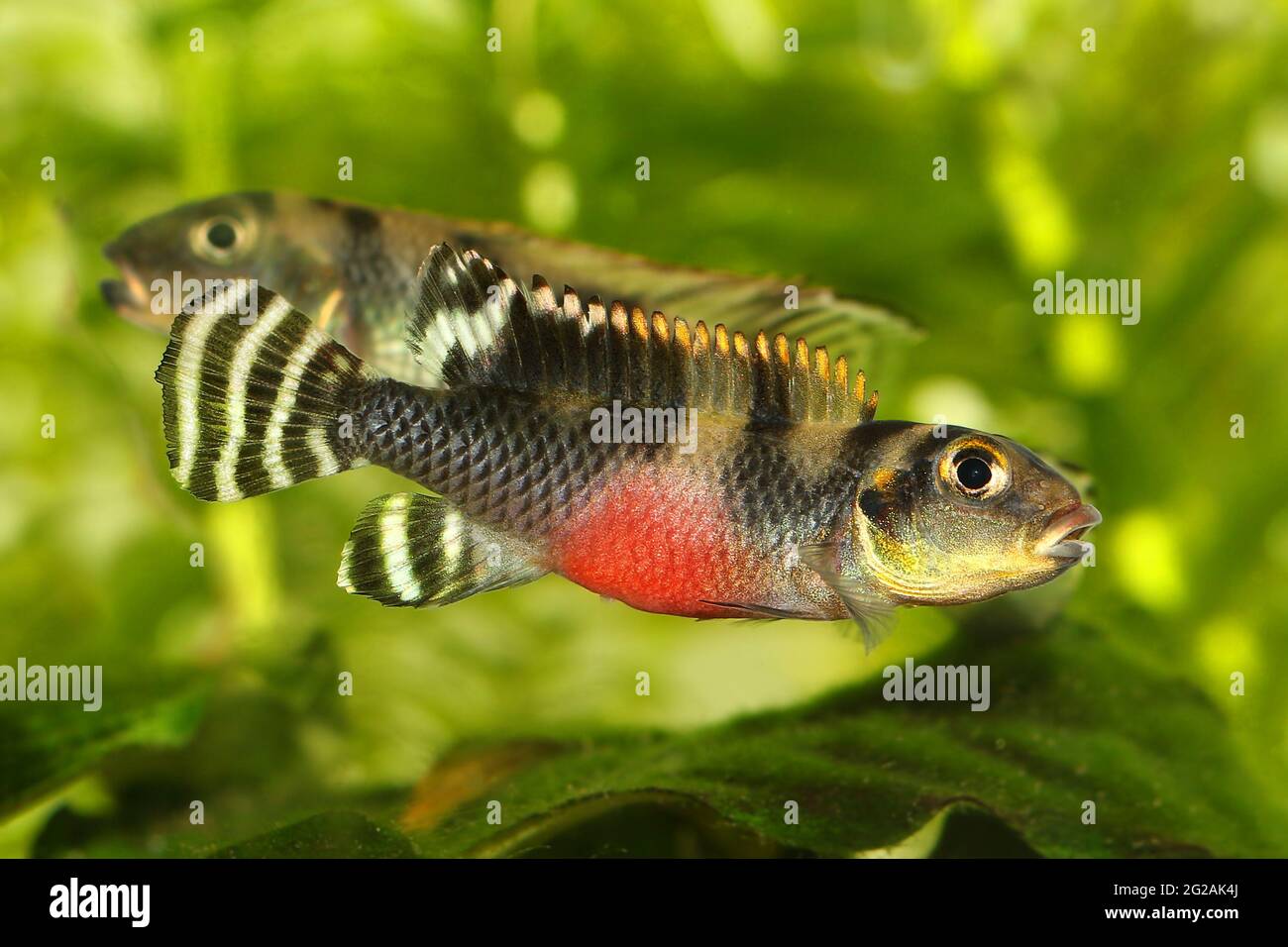 West African Dwarf Cichlid Aquarium Fish Nanochromis transvestitus