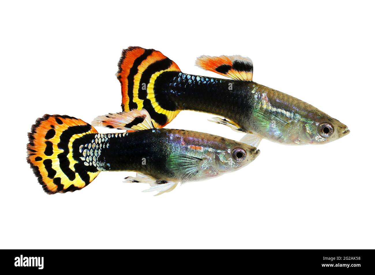 Guppy Dragon Head Guppy fish aquarium fish Poecilia reticulata colorful freshwater fish Stock Photo