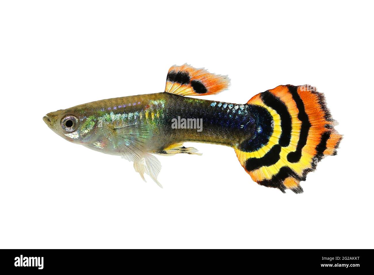 https://c8.alamy.com/comp/2G2AKKT/guppy-dragon-head-guppy-fish-aquarium-fish-poecilia-reticulata-colorful-freshwater-fish-2G2AKKT.jpg