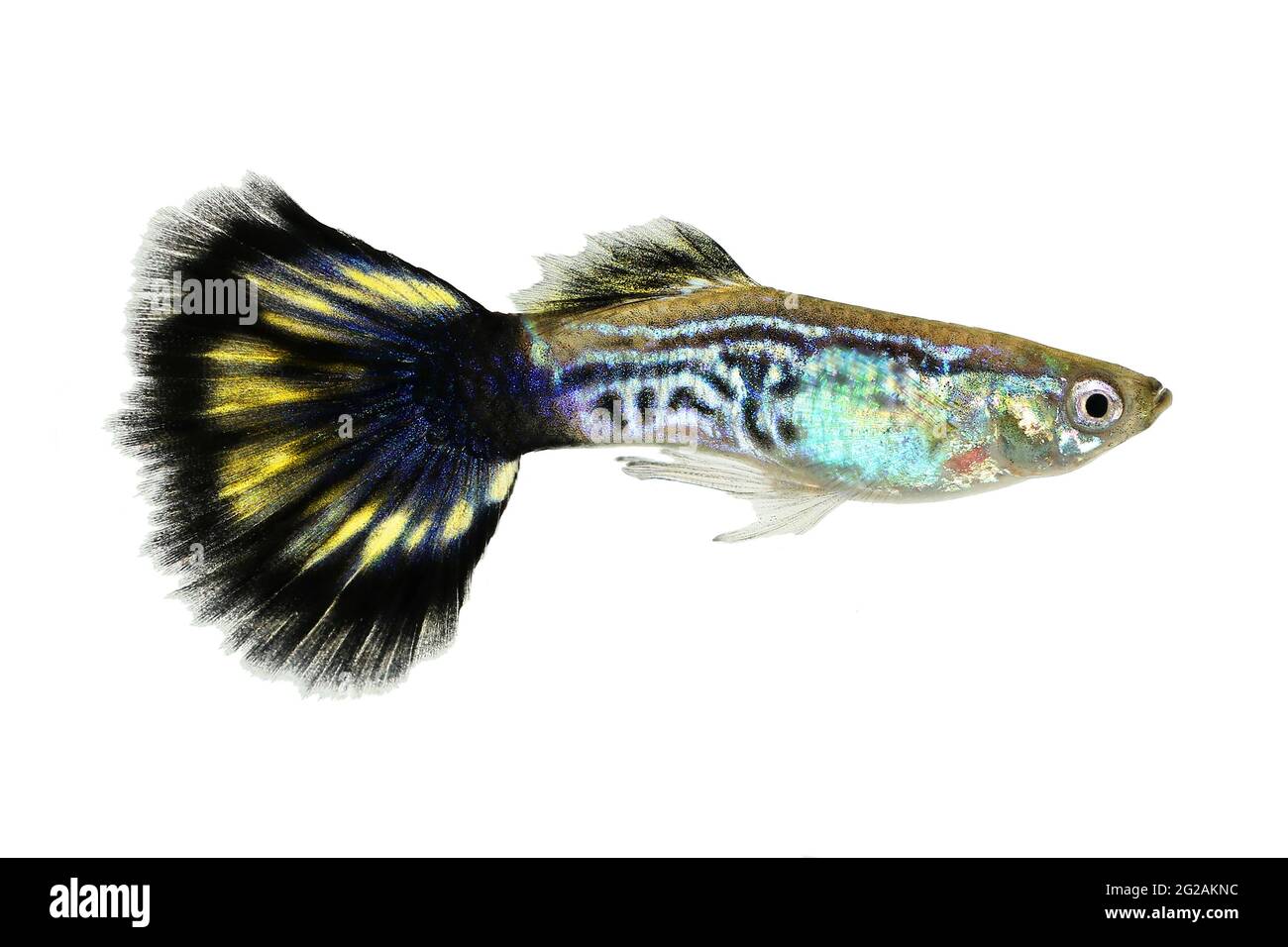 Cobra Guppy fish aquarium fish Poecilia reticulata colorful rainbow tropical Stock Photo