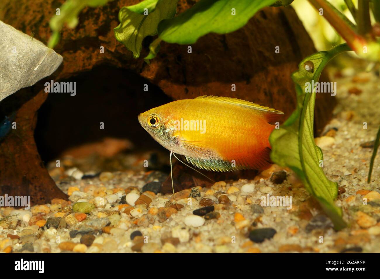 Honey gourami Trichogaster chuna tropical aquarium fish isolated on white Stock Photo