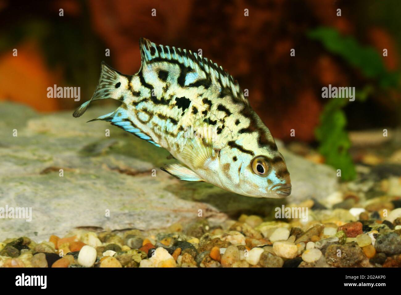 Electric blue jack dempsey cichlid Nandopsis Octofasciatum aquarium fish Stock Photo