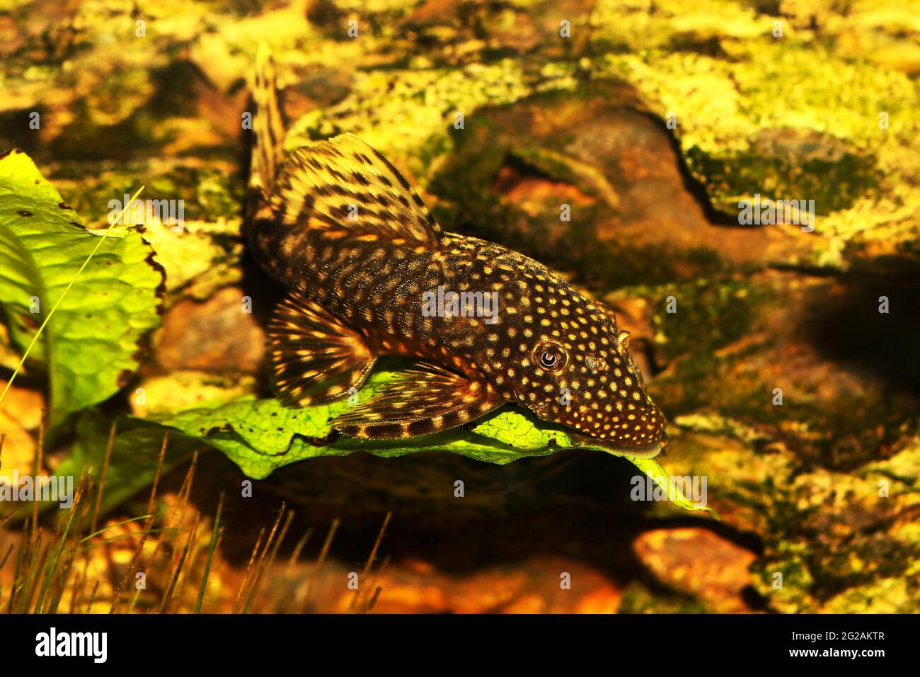 Bristlenose catfish aquarium fish bushynose pleco Stock Photo