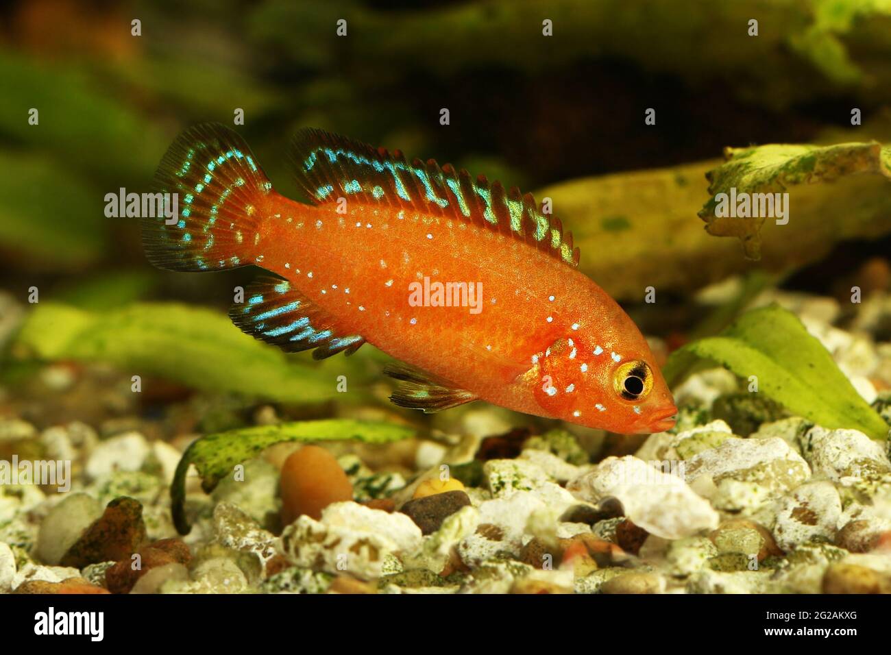 Tirkanda Fish Turkana Jewel Cichlid Aquarium Fish Hemichromis exsul Stock Photo - Alamy