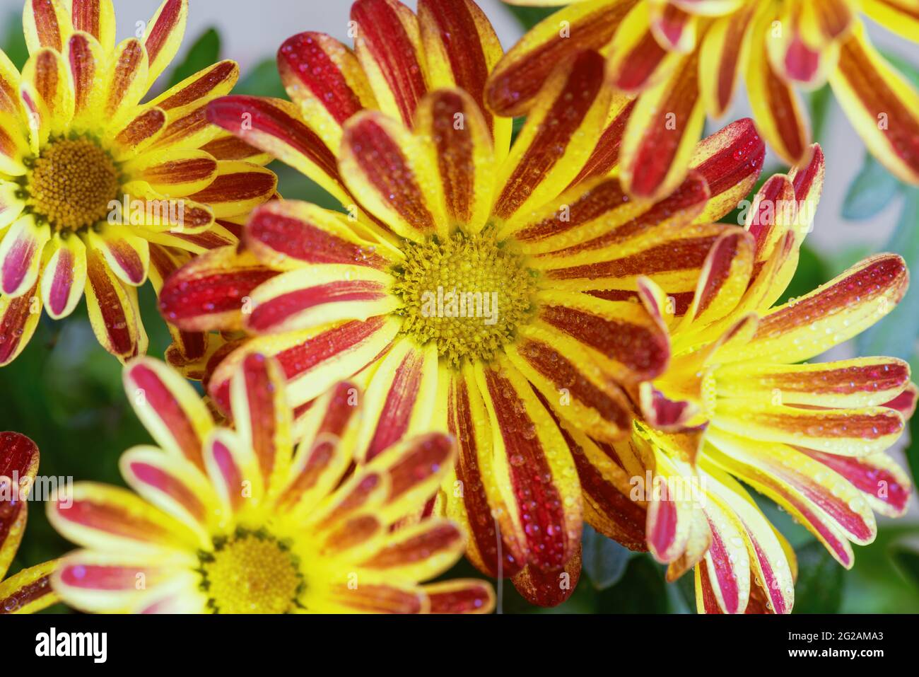 The flowers of the Indian chrysanthemum (Chrysanthemum indicum) are a perennial plant of the Asteraceae family, or, as they are also called, Asteracea Stock Photo