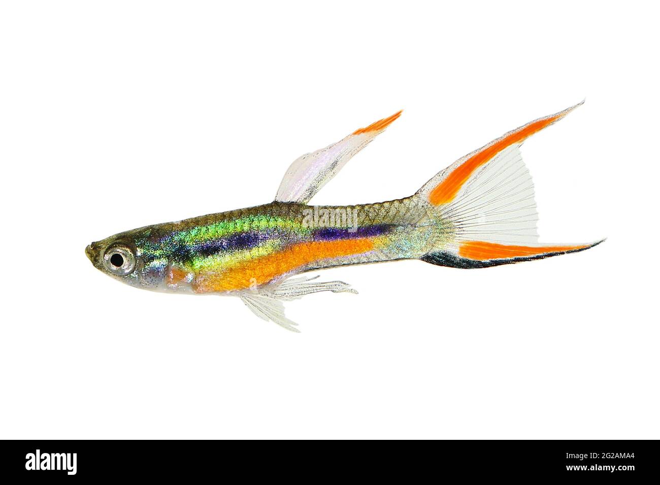 Endler Guppy Poecilia wingei tiny colorful tropical aquarium fish Stock Photo