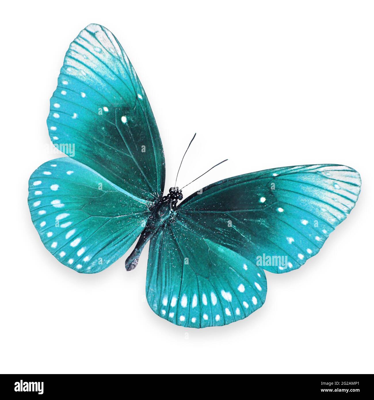 Blue butterfly flying Stock Photo