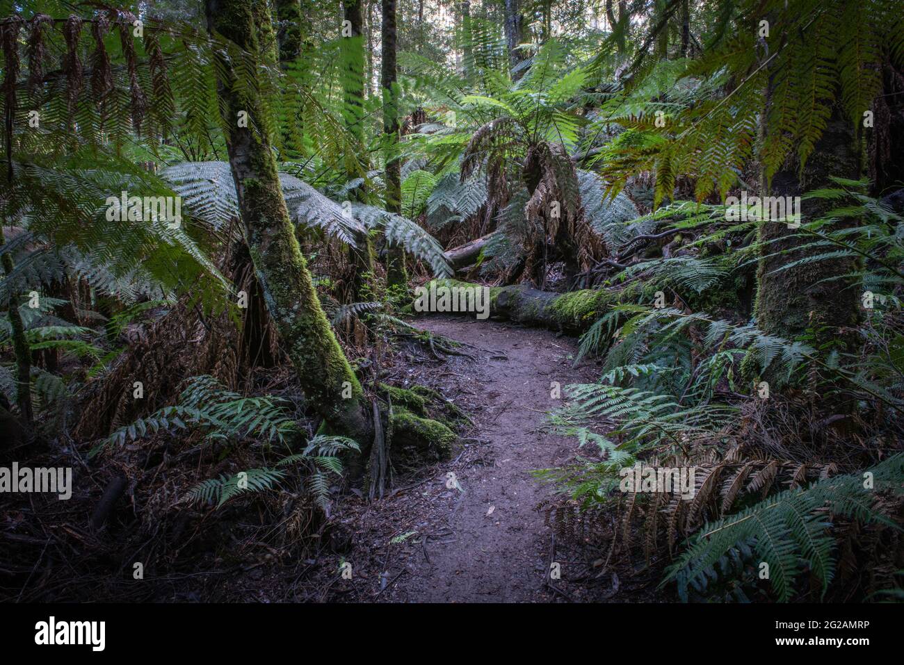 Rainforest trail Stock Photo
