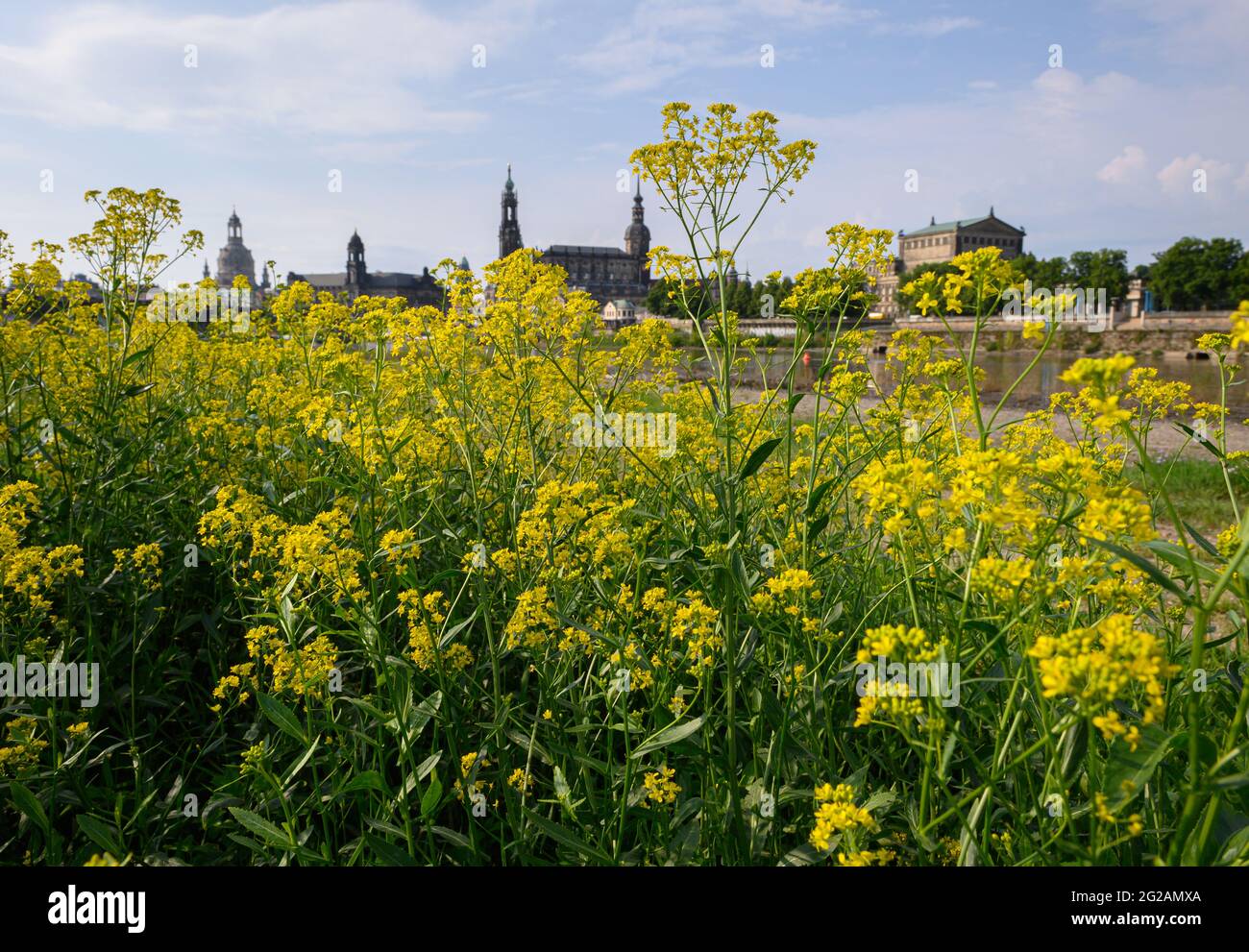 Dresden, Germany. 09th June, 2021. Austrian marsh cress blooms on a meadow on the banks of the Elbe in front of the Old Town with the Frauenkirche (l-r), the Ständehaus, the Town Hall, the Hofkirche, the Georgentor, the Hausmannsturm and the Semperoper. Credit: Robert Michael/dpa-Zentralbild/ZB/dpa/Alamy Live News Stock Photo