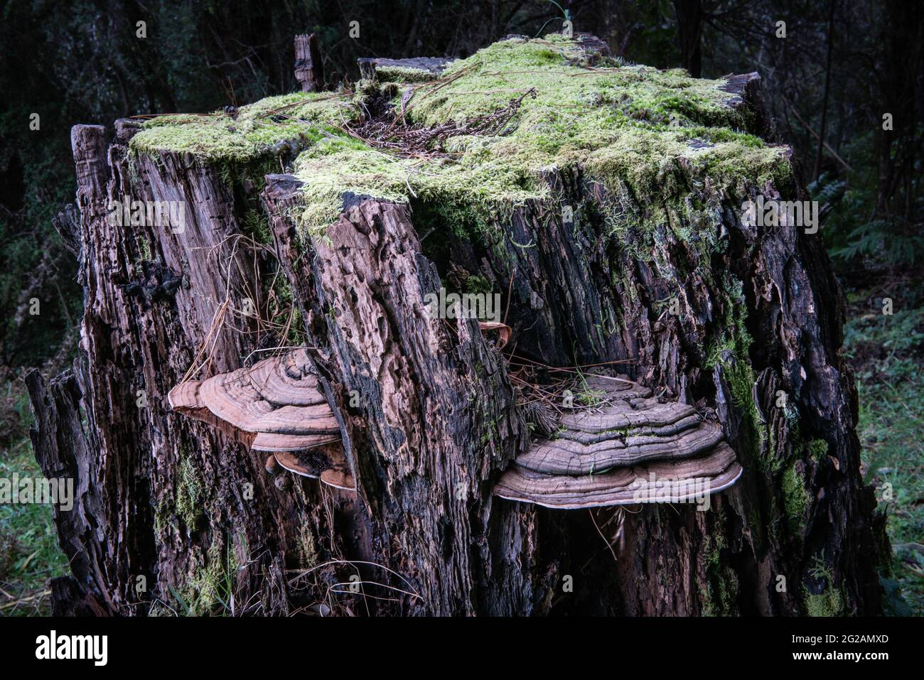 Fungus on tree stump, Warburton, Victoria, Australia Stock Photo