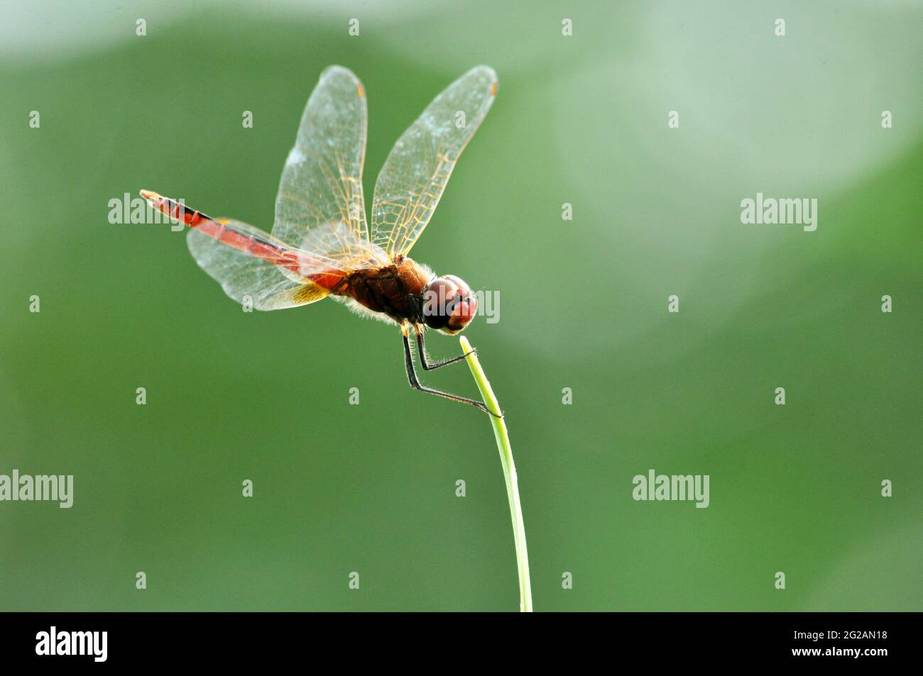 Beautiful dragonfly on tip of green leaf Stock Photo