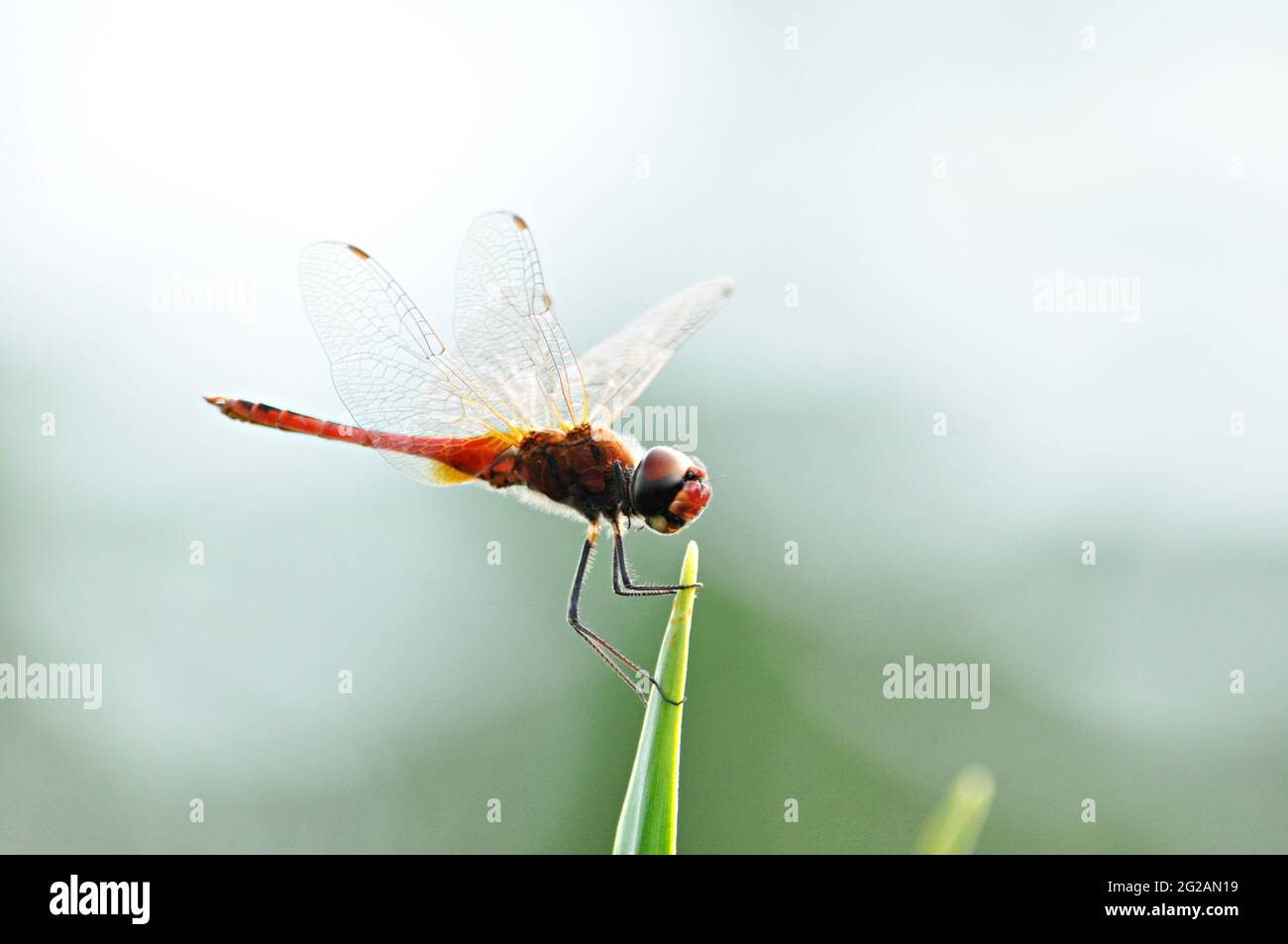 Dragonfly close up shot hi-res stock photography and images - Alamy
