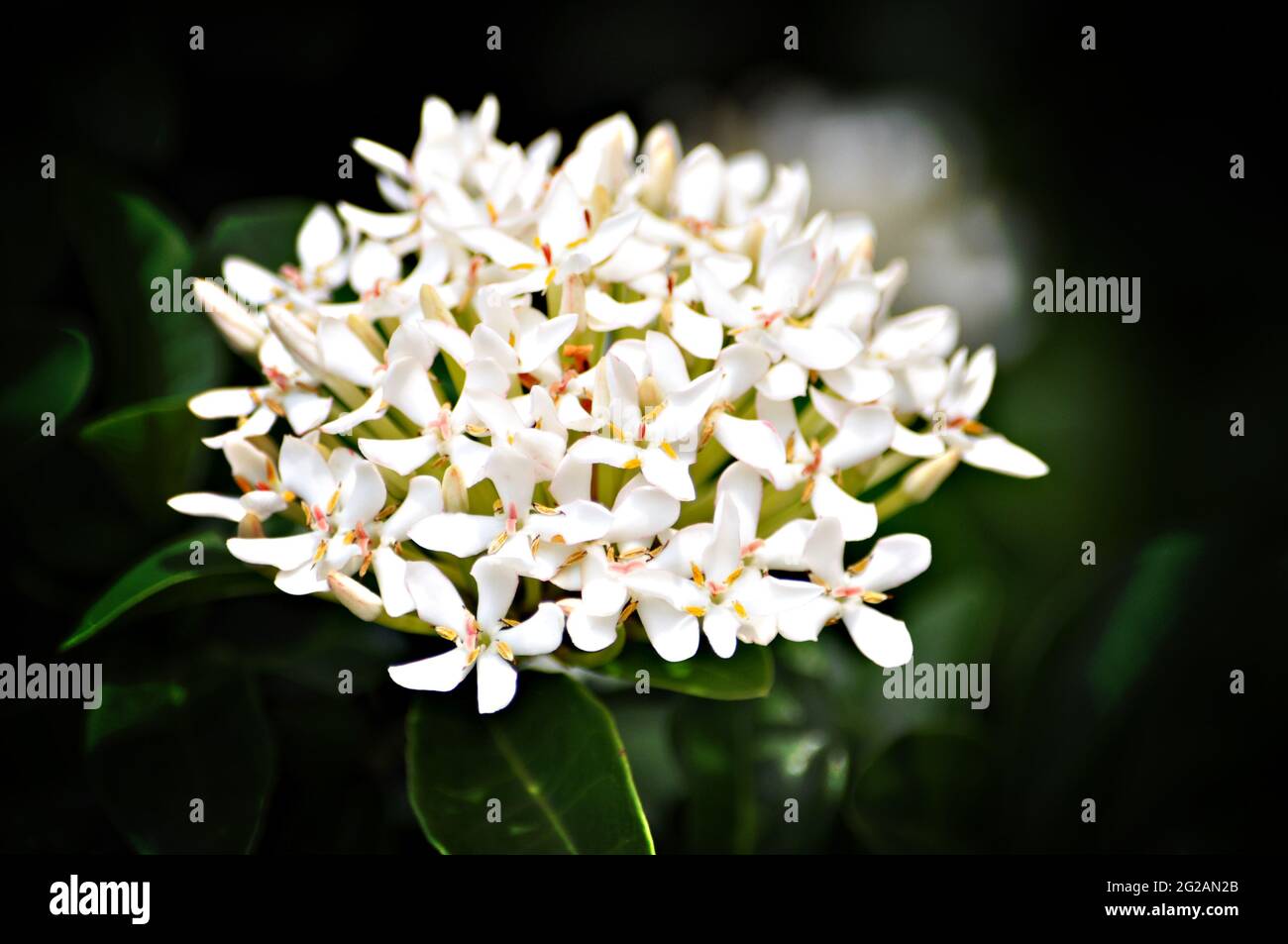 White Ixora flower - Rubiaceae family Stock Photo