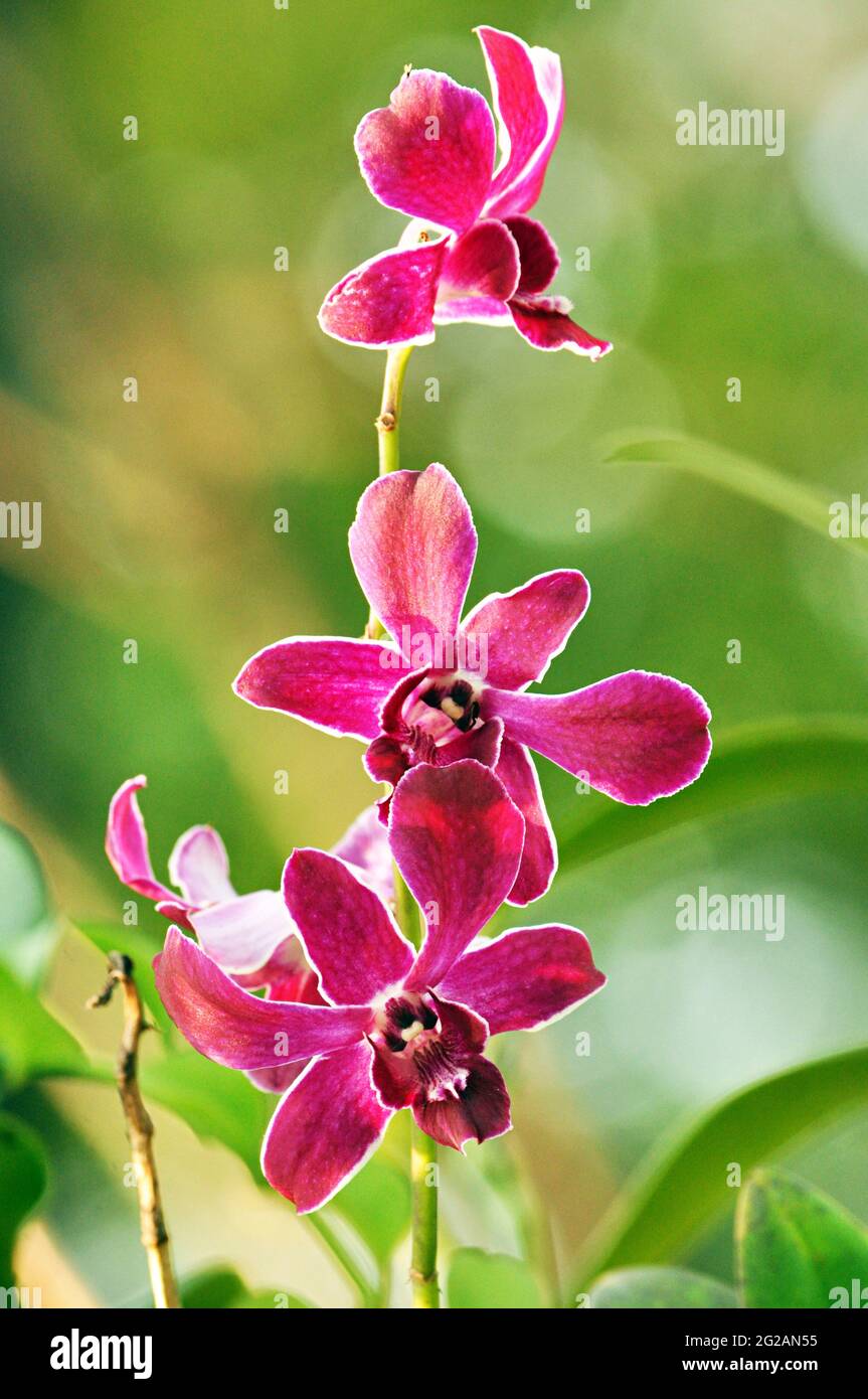 Exotic beautiful hi-res stock photography and images - Alamy