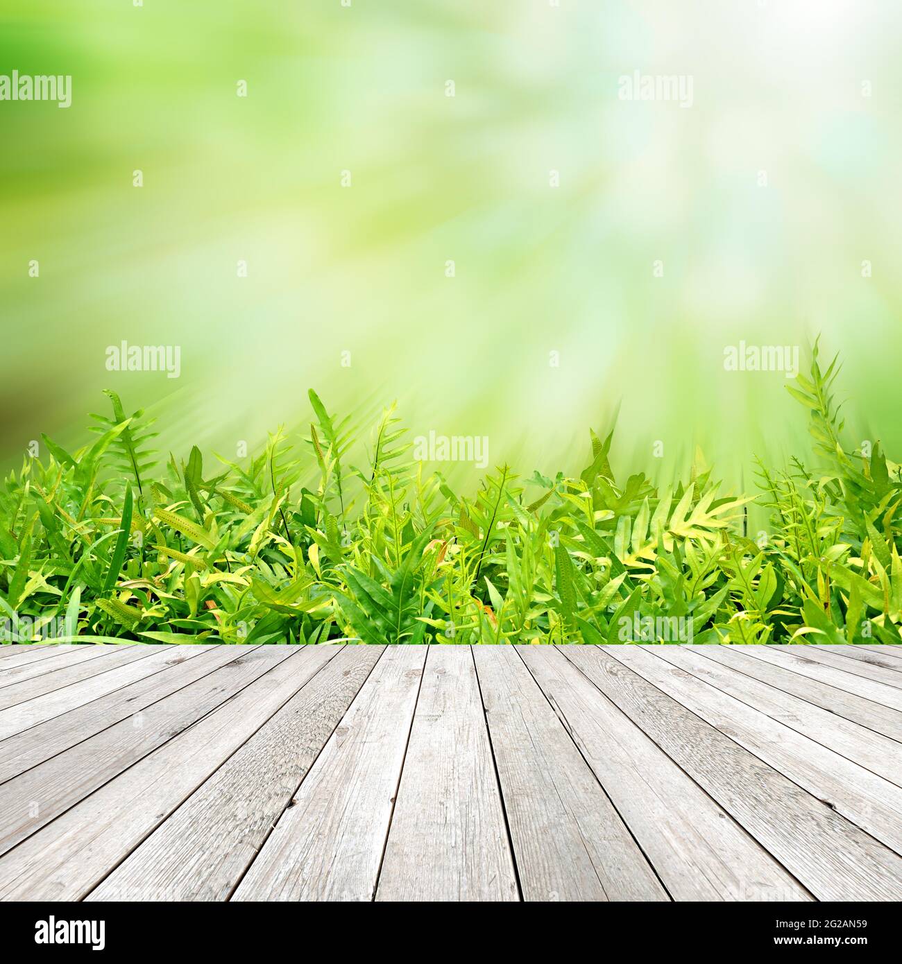 Green leaves background hi-res stock photography and images - Alamy