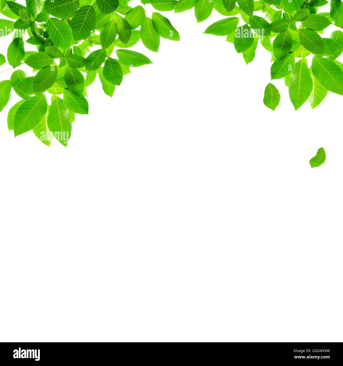 Green leaf border design on white background Stock Photo - Alamy