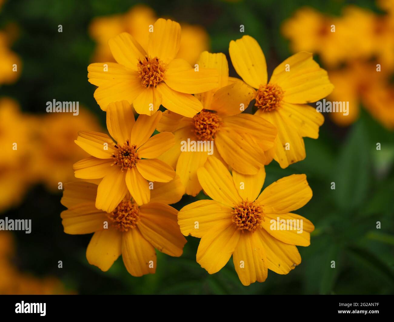 Flowers, Closeup bright golden yellow daisy-like flower of the Tree Marigold, Winter, Australia Stock Photo