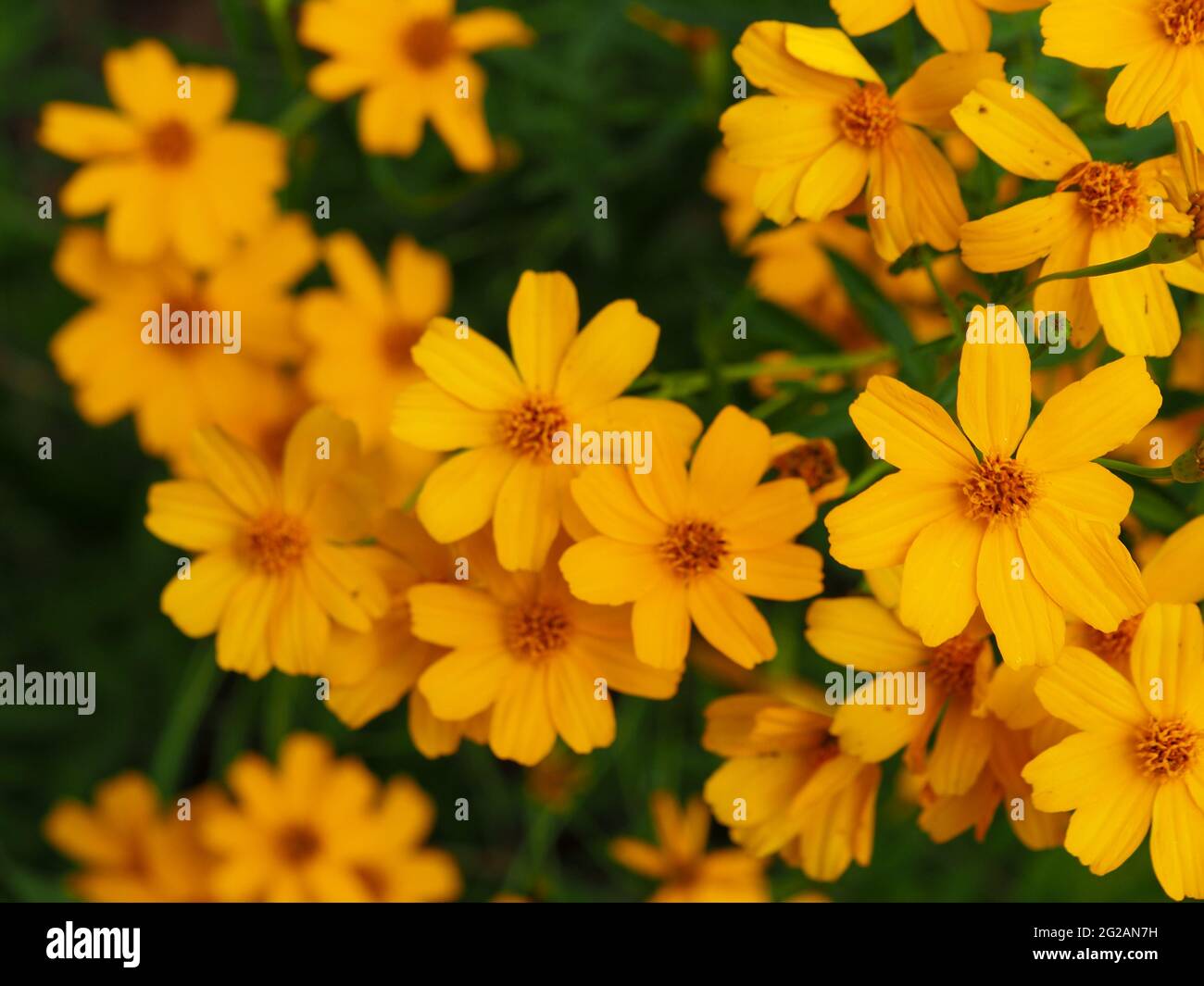 A mass of bright golden yellow daisy-like flowers of the Tree Marigold in glorious brilliant full bloom, Winter, Australia Stock Photo