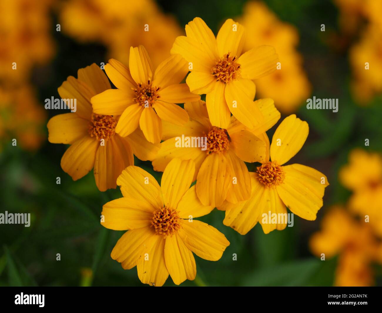 Flowers, Pretty burst of colour. Bright yellow daisy-like Tree Marigold blooms growing in Australian garden, petal details, brilliant blooms, Winter Stock Photo