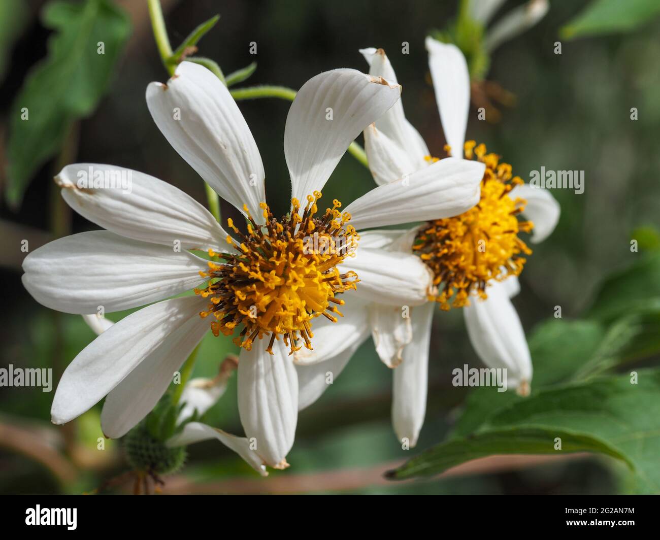 Macro of two stunning white Tree Daisy flowers in full bloom in Winter with pollen, against a green foliage background, white petals, yellow centre. Stock Photo