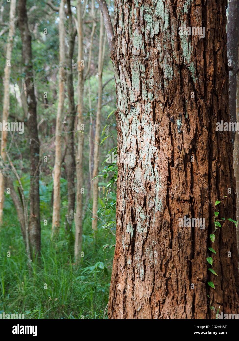 Beautiful natural light falling on this Swamp Mahogany tree trunk with reddish brown bark, brushed with pale green moss,  in the Australian bushland Stock Photo