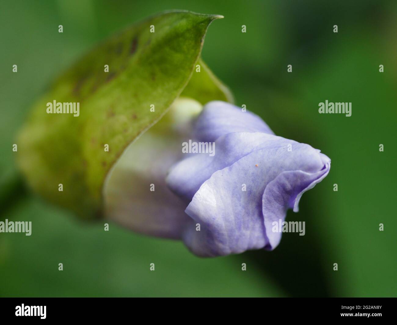 Flower Macro, a mauve Blue Sky bud with it's petals wrapped around in a spiral protruding from the green bracts, blurred green background Stock Photo