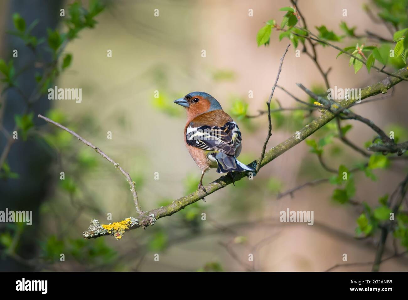 Single common chaffinch bird (Emberiza calandra) sitting on tree branch ...