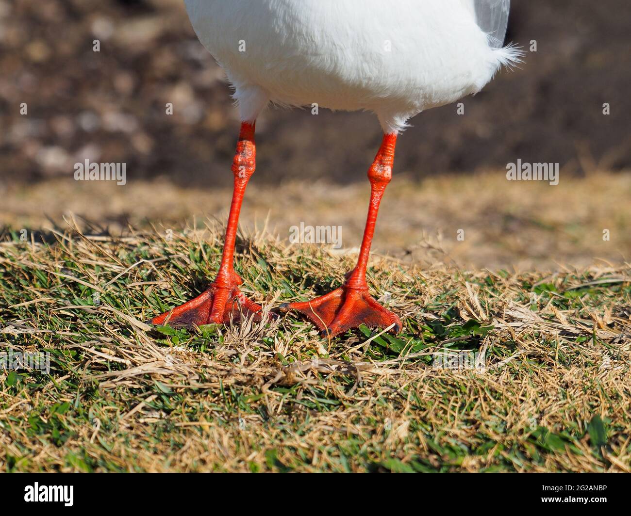 Bird foot. A Seagulls vibrantly coloured red orange legs and webbed feet closeup, keeping both feet on the ground Stock Photo