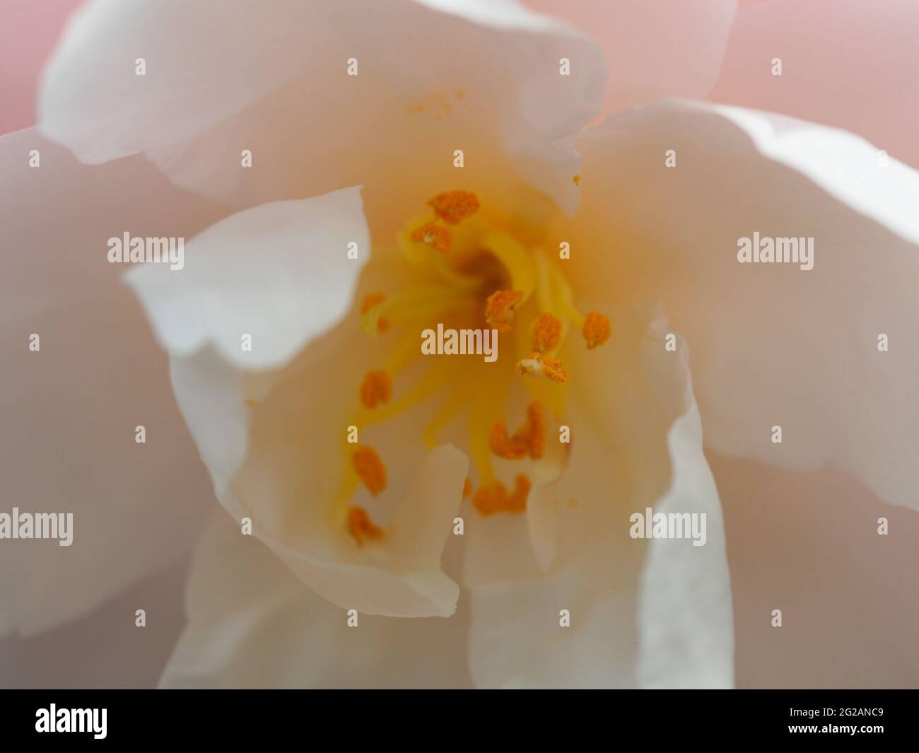 Macro of the centre of a pastel Pink and white Sasanqua Camellia Paradise Blush in bloom featuring yellow stamens, Winter flowering, Australian garden Stock Photo