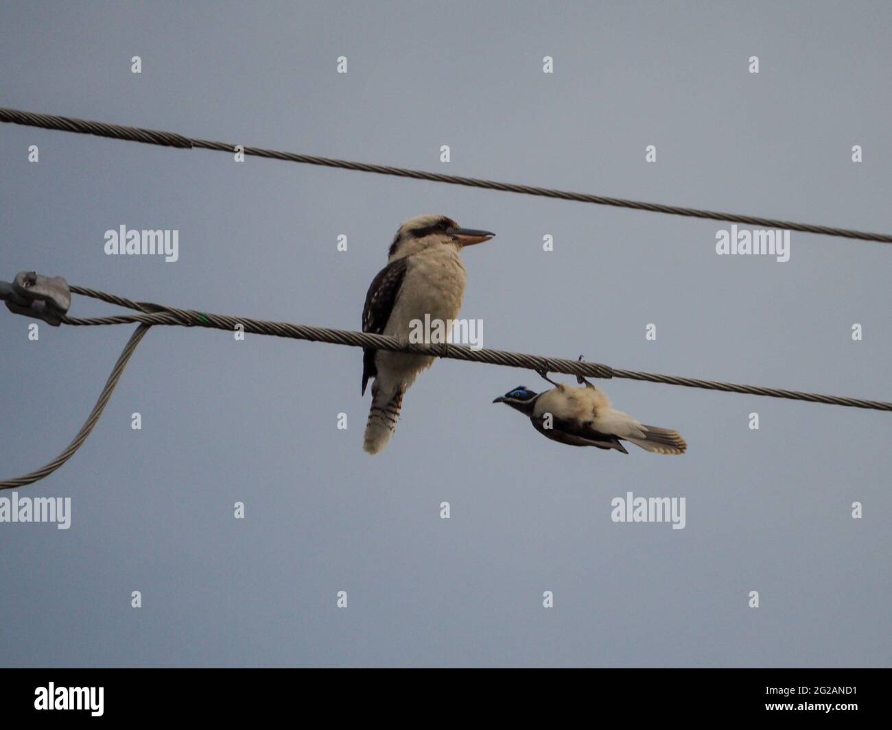 Two kookaburra hires stock photography and images Alamy