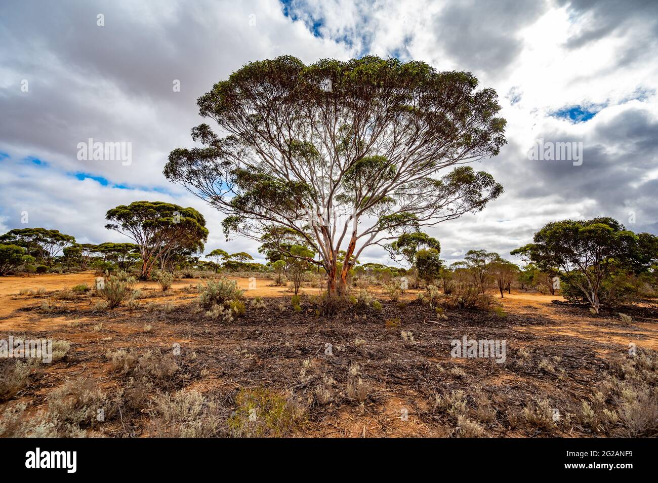 Mallee scrub (Eucalyptus sp.) on Nullarbor Plain of Western Australia