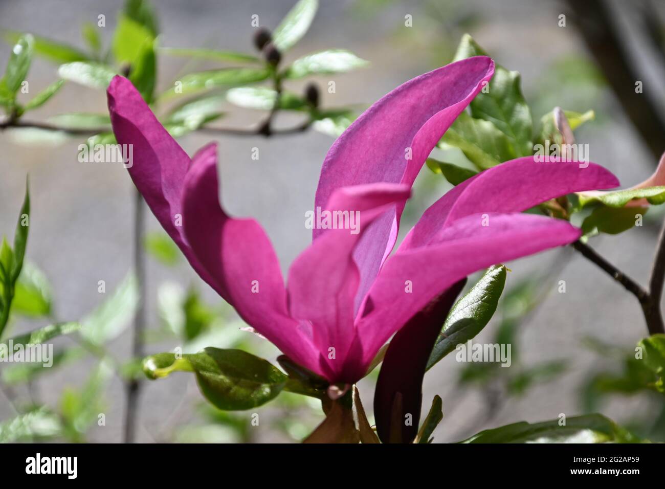 Wunderschöne geöffnete rosarote Magnolienblüte Stock Photo