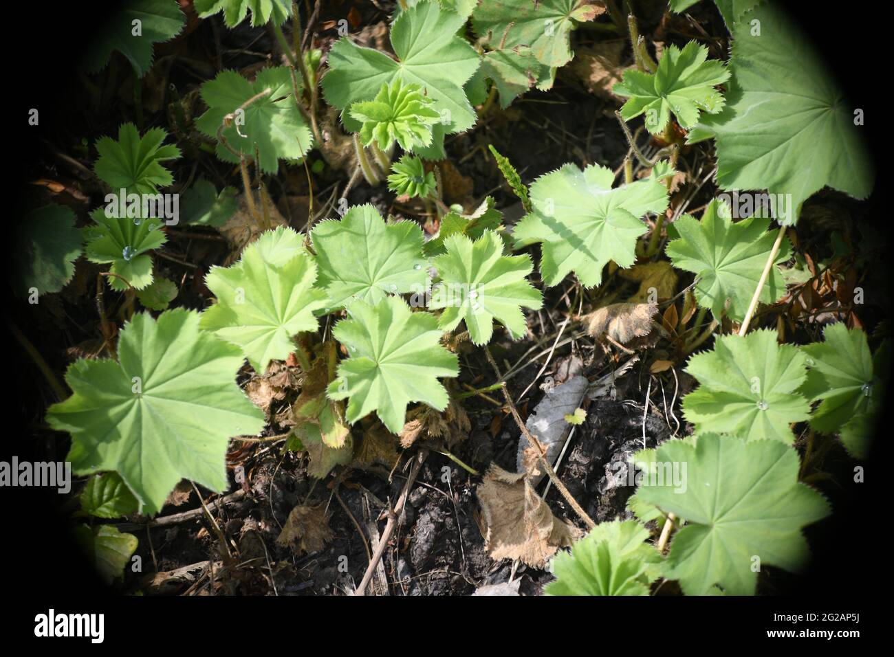 Mehrere Frauenmantelpflanzen - alchemilla vulgares - der heiligen Pflanze der Germanen, auf kargem Boden Stock Photo