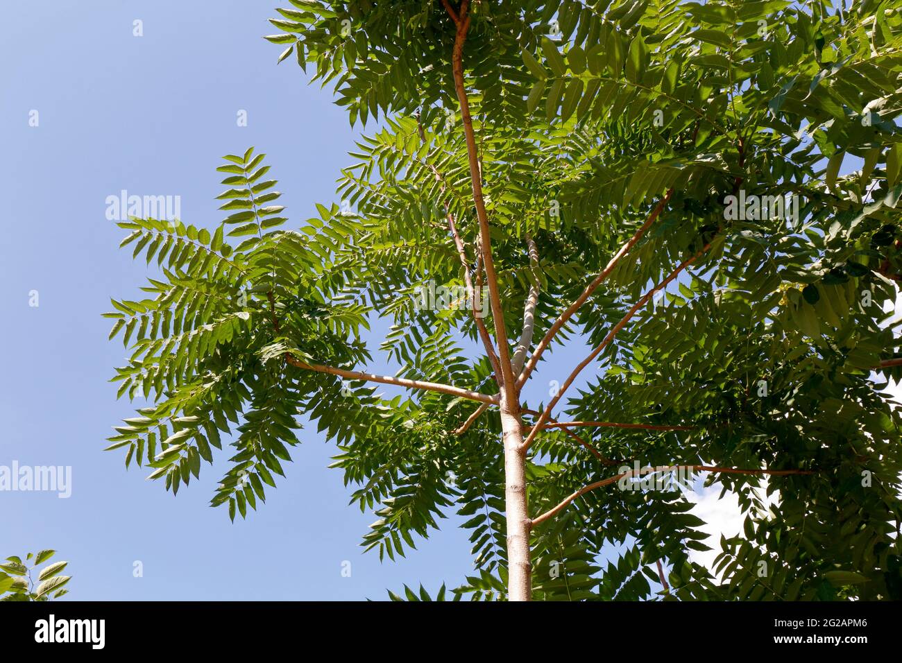 A young Ailanthus tree (Ailanthus altissima) tree of heaven reaching for the sky Stock Photo
