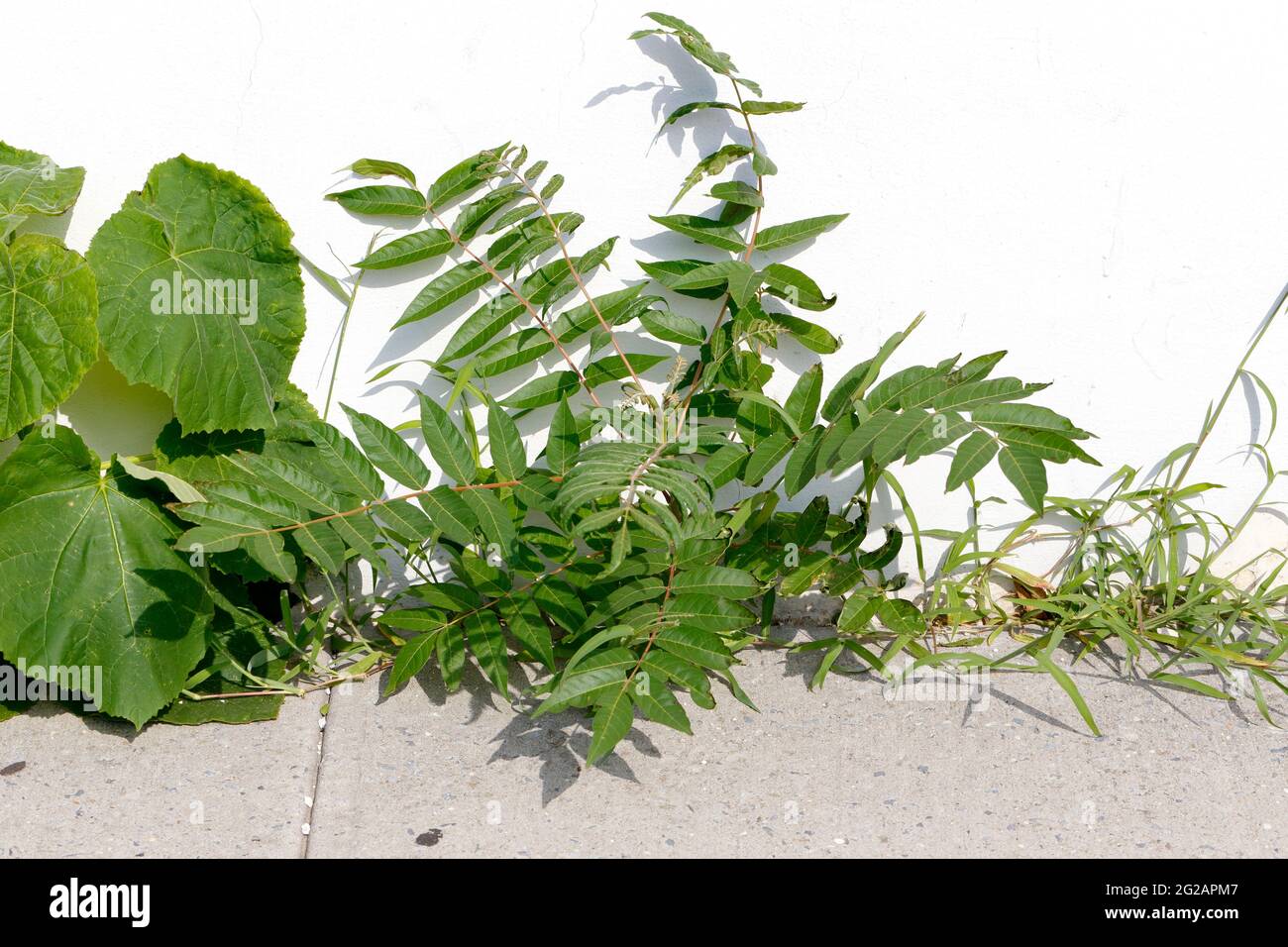 Velvetleaf (Abutilon theophrasti), Ailanthus (Ailanthus altissima), and crabgrass growing in cracks in a sidewalk Stock Photo